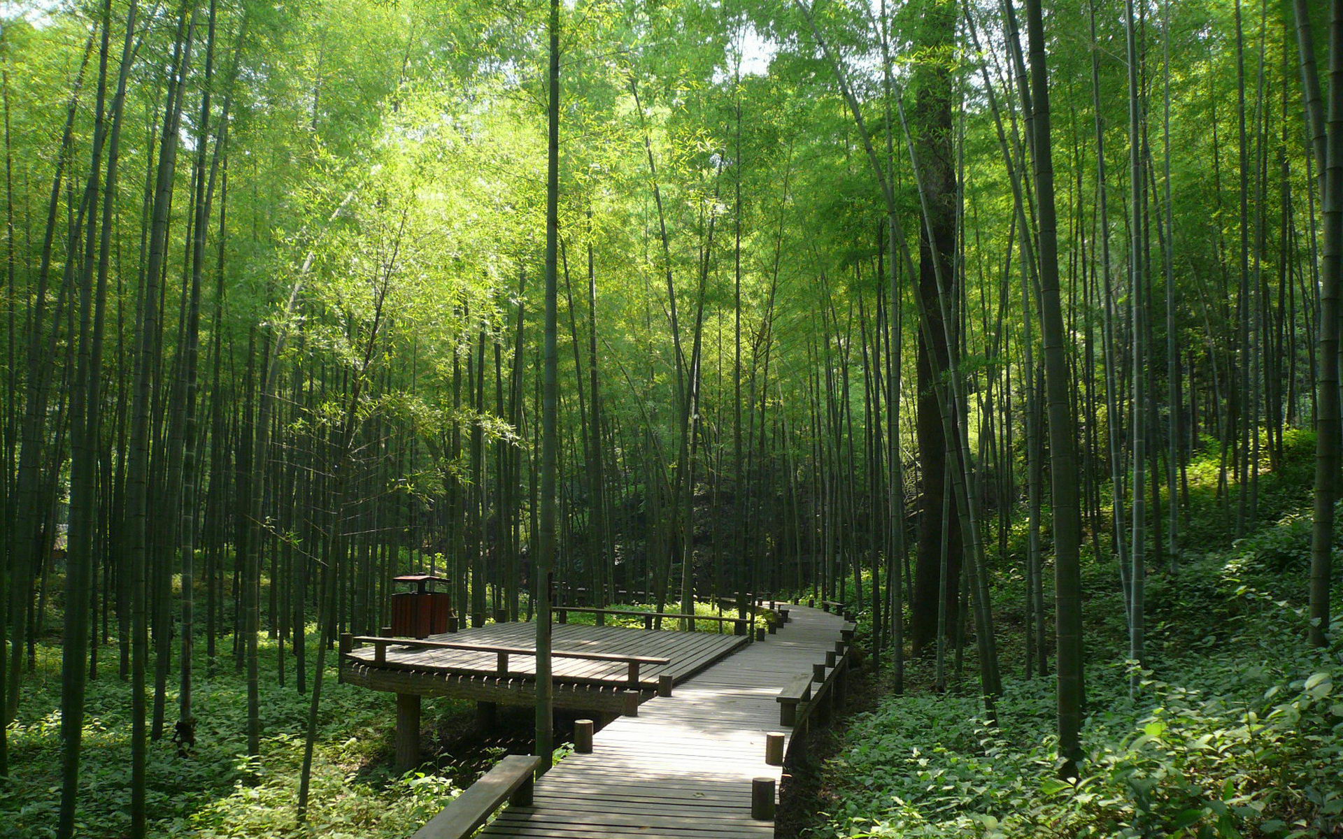 摄影风景绿色竹林景观01(1920x1200)壁纸 专业桌面壁纸